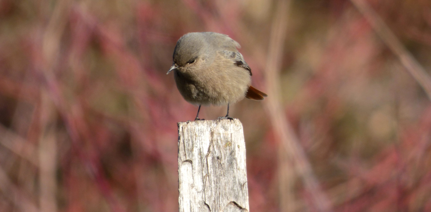 Rougequeue noir (Phoenicurus ochruros) © Christophe Guay